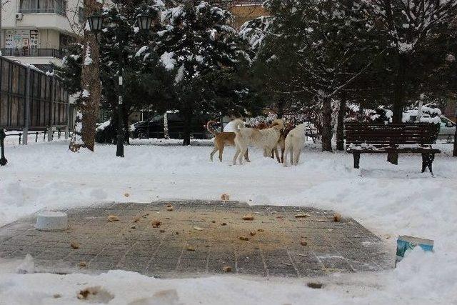 Aç Köpeği Elleri İle Beslediler