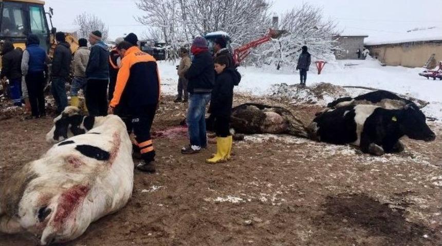 Aksaray&rsquo;da &Ccedil;atısı Kar Ağırlığına Dayanamayan 2 Mandıra &Ccedil;&ouml;kt&uuml;