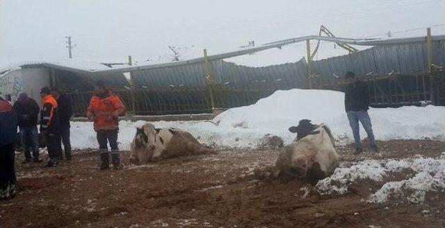 Aksaray’da Çatısı Kar Ağırlığına Dayanamayan 2 Mandıra Çöktü