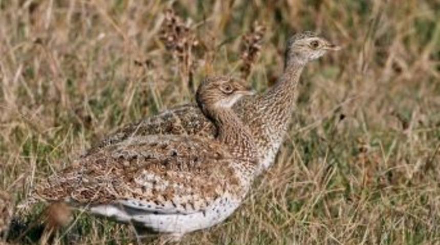 Hersek&rsquo;te Nadir Kuş T&uuml;r&uuml; G&ouml;zlemlendi