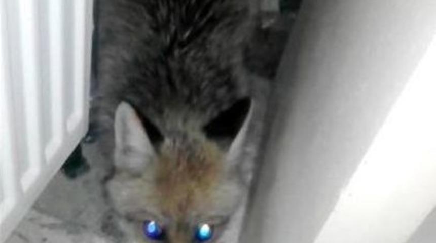 A&ccedil; Kalan Yaban Hayvanları Şehre İndi