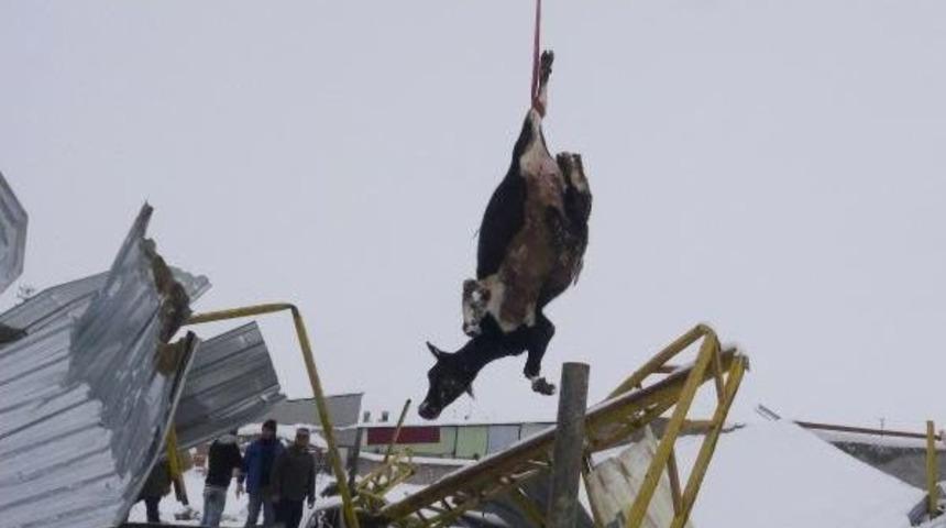 Aksaray&rsquo;Da Kar Nedeniyle 2 Mandıranın &Ccedil;atısı &Ccedil;&ouml;kt&uuml;: 20 Inek Telef Oldu