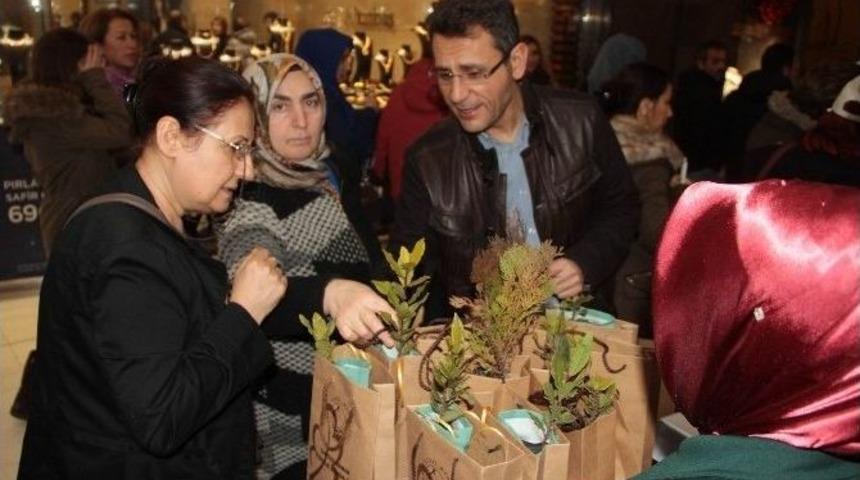 Samsun&rsquo;da 4 Bin Fidan Dağıtıldı