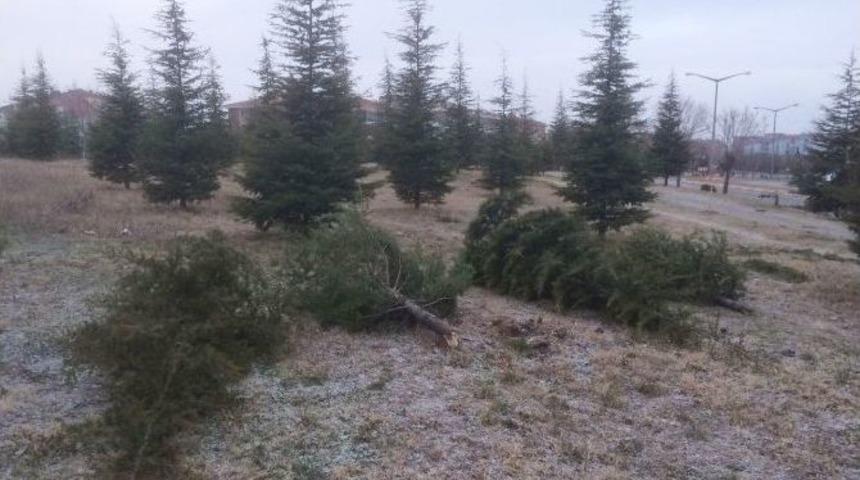 10 Yıllık Sedir Ağa&ccedil;ları Yılbaşı İ&ccedil;in Kesildi