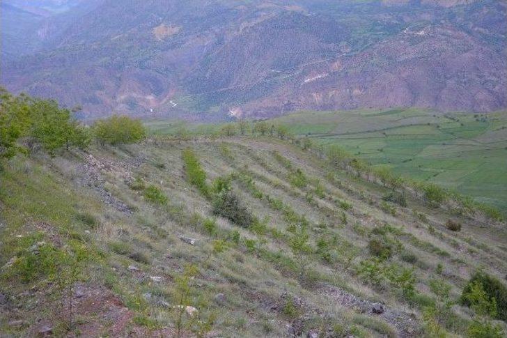 Koyulhisar’da Ağaçlandırma Çalışmaları G2