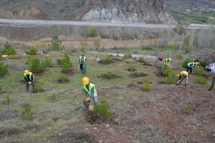 Koyulhisar’da Ağaçlandırma Çalışmaları G3
