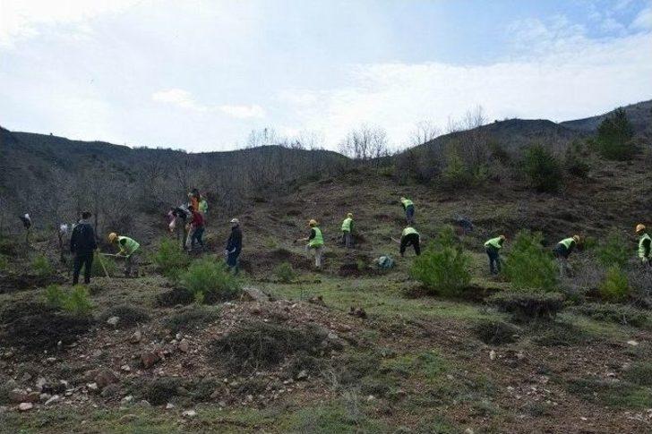 Koyulhisar’da Ağaçlandırma Çalışmaları G4