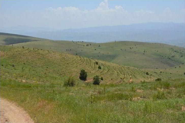 Koyulhisar’da Ağaçlandırma Çalışmaları G5