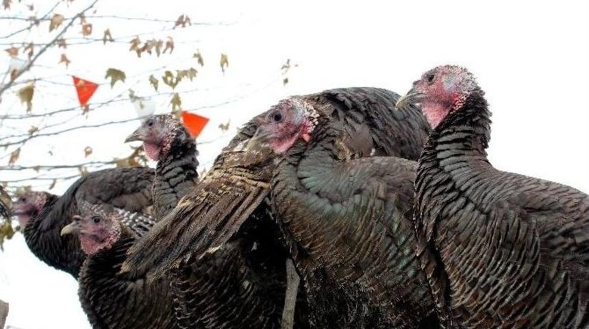 Hindiler Satıcıların Elinde Kaldı