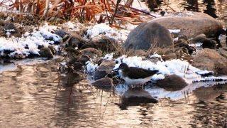 Belgesel Değil, Giresun Dağları