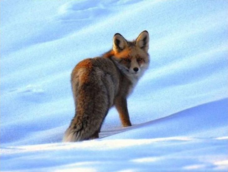 Belgesel Değil, Giresun Dağları G1