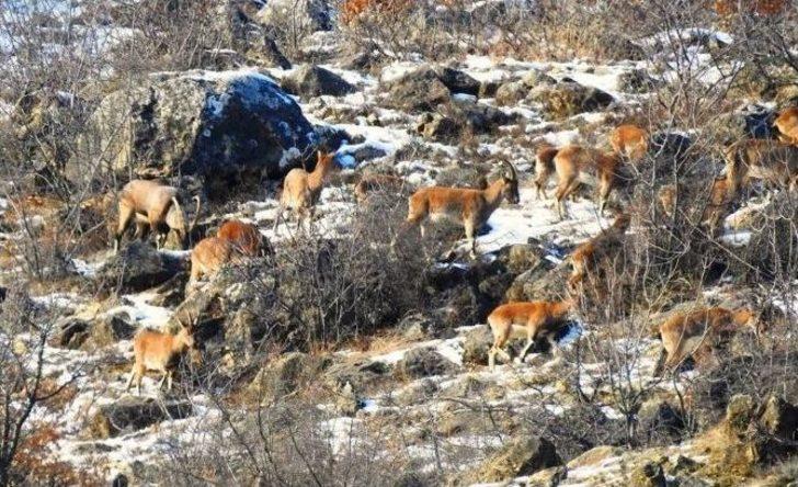 Belgesel Değil, Giresun Dağları G2