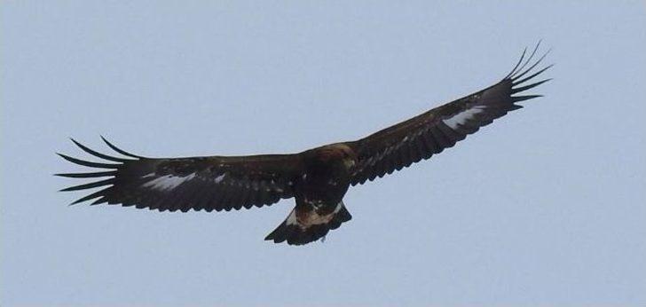 Belgesel Değil, Giresun Dağları G4