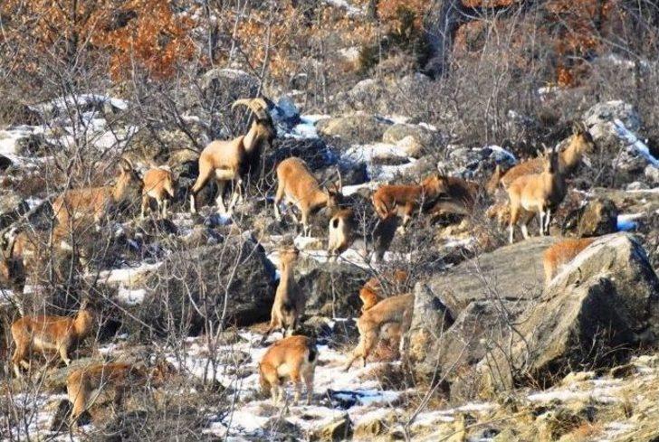 Belgesel Değil, Giresun Dağları G5