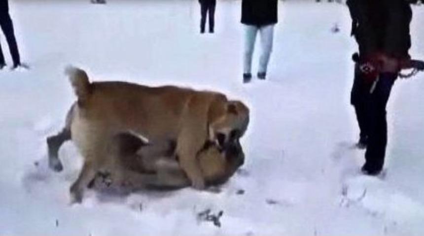 K&ouml;pekleri D&ouml;v&uuml;şt&uuml;r&uuml;p Videoya Aldılar