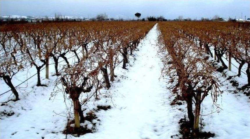 Sarıg&ouml;l&rsquo;de &Uuml;z&uuml;m Bağları Karla Kaplandı