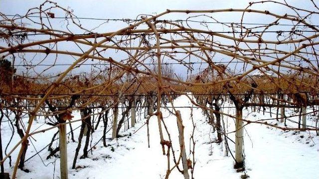 Sarıgöl’de Üzüm Bağları Karla Kaplandı