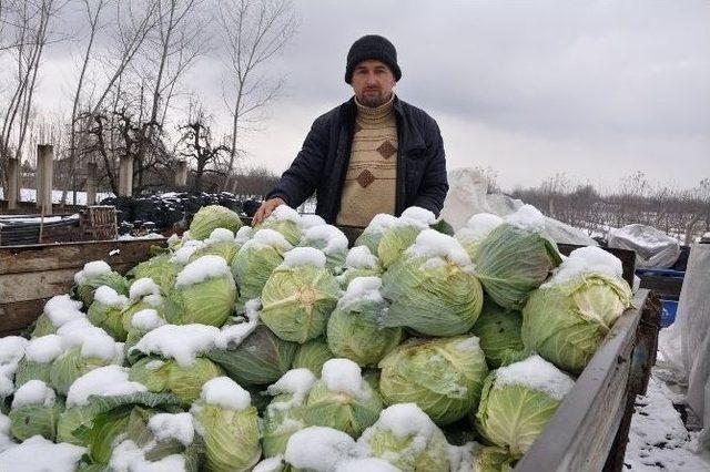 İnegöl’de Soğuk Hasat