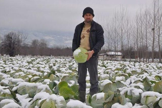 İnegöl’de Soğuk Hasat