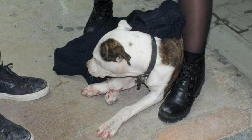 Otomobilin &Ccedil;arptığı K&ouml;peğe Hayvan Severden Kazaklı Yardım