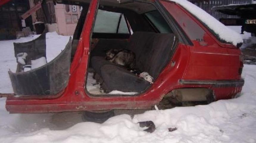 6 Yavru K&ouml;pek Soğuk Havaya Dayanamadı