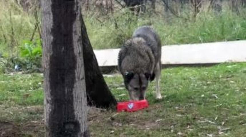 Beyoğlu&rsquo;nda Sokak Hayvanları A&ccedil; Kalmayacak
