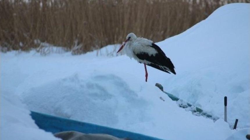 Beyşehir&rsquo;de İki Yıldır G&ouml;&ccedil; Etmeyen Leyleği Balık&ccedil;ılar Besliyor