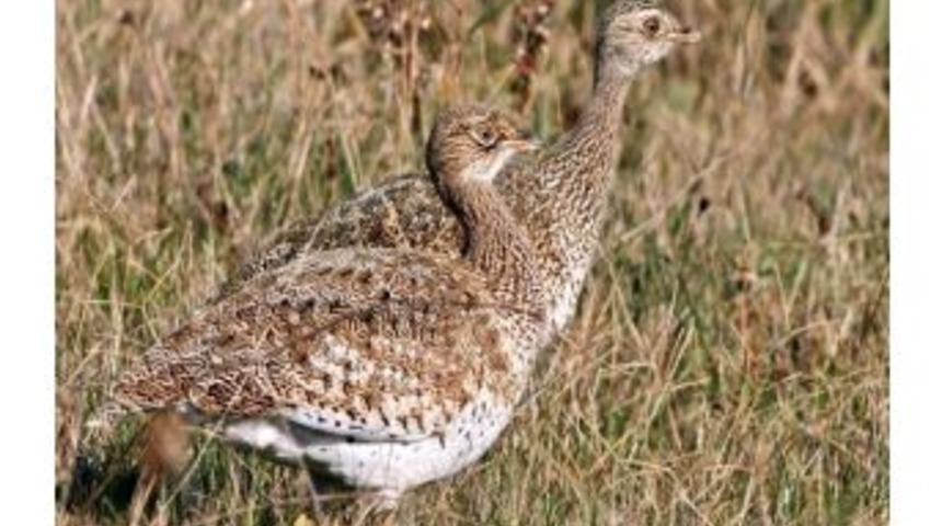 Hersek Lag&uuml;n&uuml;'nde 'mezgeldek' Kuşu G&ouml;zlemlendi