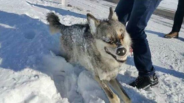 Sarıkamış’ta Yol Kenarında Donmuş Kurt Bulundu