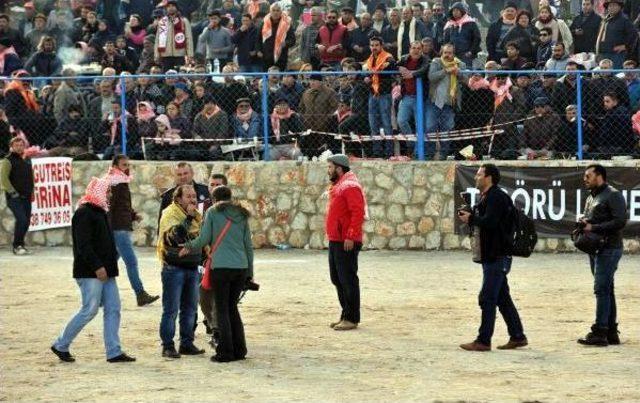 Bodrum da Deve G&uuml;reşi Festivali 1