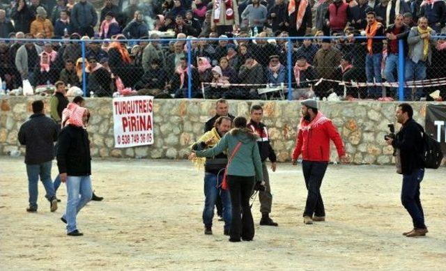 Bodrum da Deve G&uuml;reşi Festivali 2