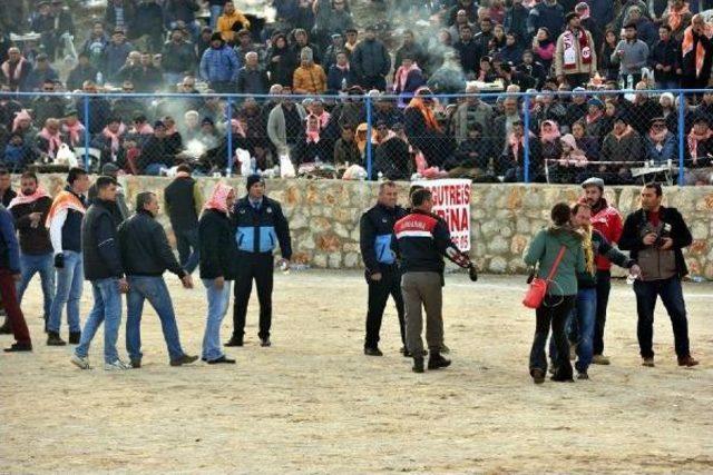 Bodrum da Deve G&uuml;reşi Festivali 3