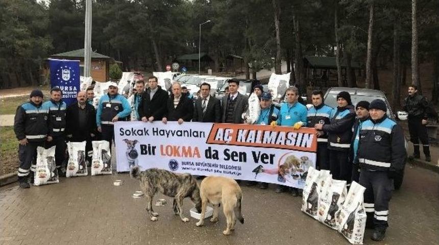 Bursa&rsquo;da Sokak Hayvanlarına B&uuml;y&uuml;kşehir Şefkati