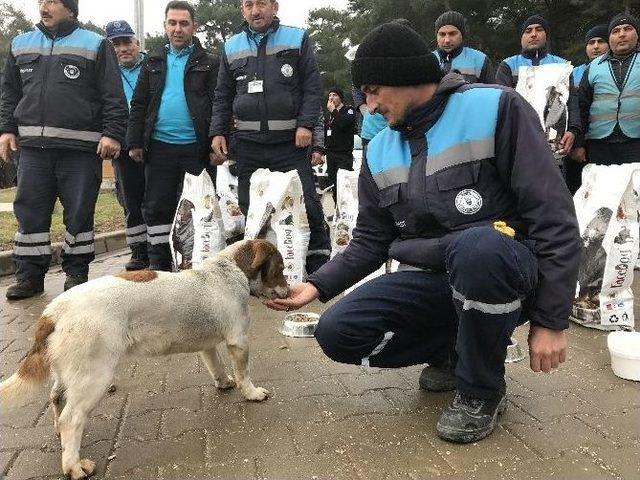 Bursa’da Sokak Hayvanlarına Büyükşehir Şefkati