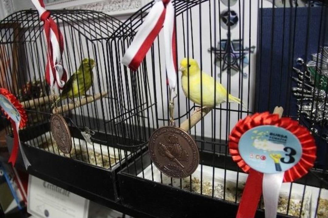 Bu Kanaryalar &lsquo;madalyalı&rsquo;