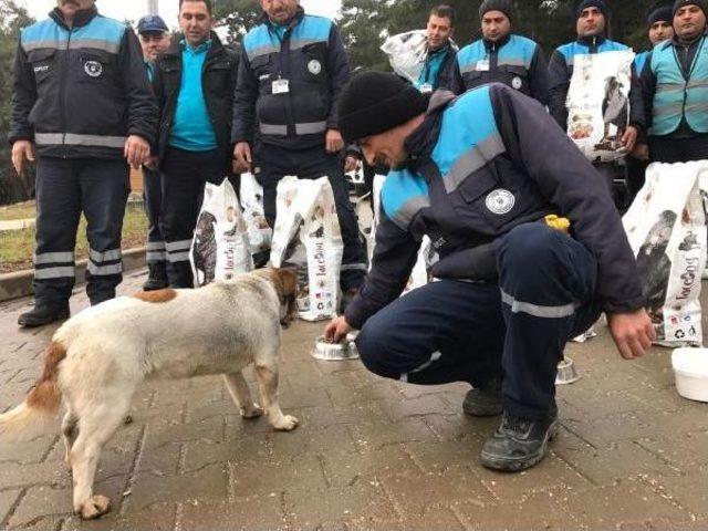 Bursa’Da Sokak Hayvanlarına Yem Bırakıldı