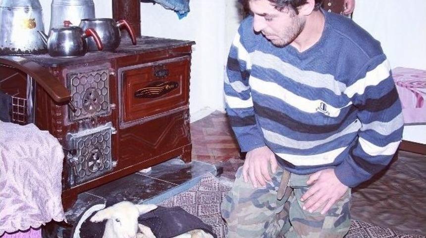 Minik Kuzu Kuzine Başında