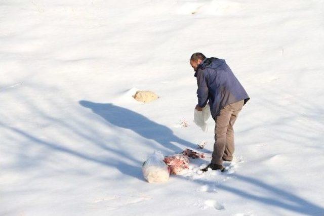 Şırnak’ta Yaban Hayvanları İçin Doğaya Yem Bırakıldı