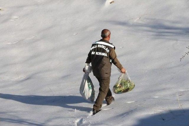 Şırnak’ta Yaban Hayvanları İçin Doğaya Yem Bırakıldı