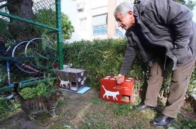 İzmir'de Seçim Sandıkları Kedilere Ev Oldu