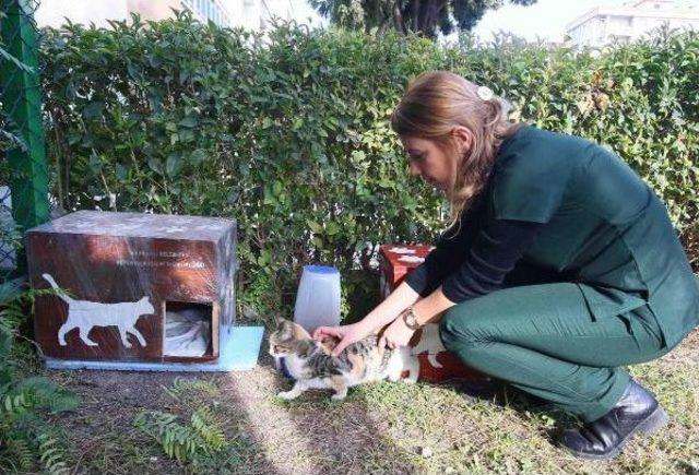 İzmir'de Seçim Sandıkları Kedilere Ev Oldu