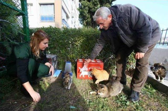 İzmir'de Seçim Sandıkları Kedilere Ev Oldu