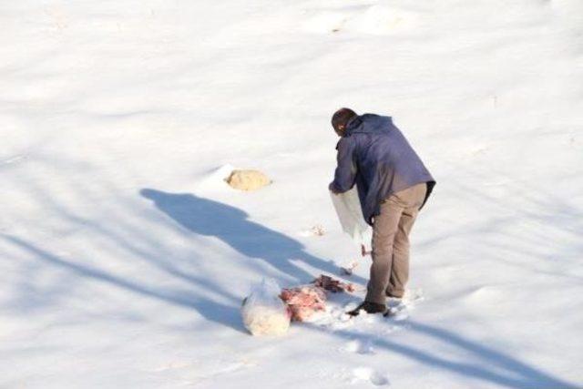 Şırnak'ta Yaban Hayvanlar Için Doğaya Yem Bırakıldı