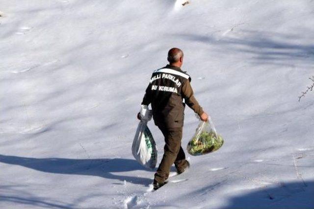 Şırnak'ta Yaban Hayvanlar Için Doğaya Yem Bırakıldı