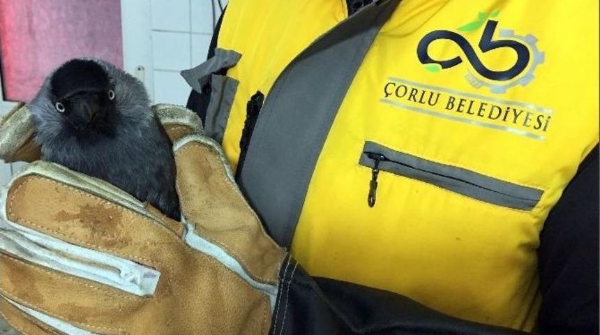 Donmak &Uuml;zere Olan Kedi Ve Karga Kurtarıldı