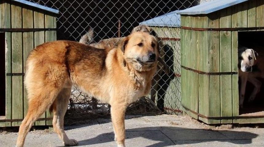 Barınağın &Ouml;m&uuml;rl&uuml;k Konukları