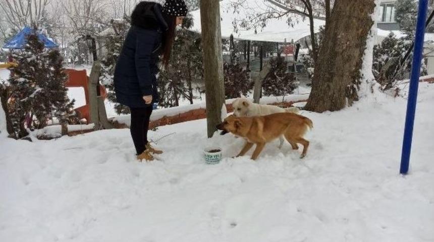 Edirne Belediyesi Sokak Hayvanlarını Unutmadı