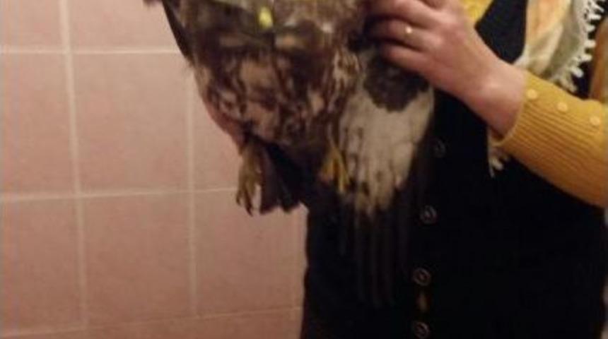 K&uuml;mesinde Şahin Buldu