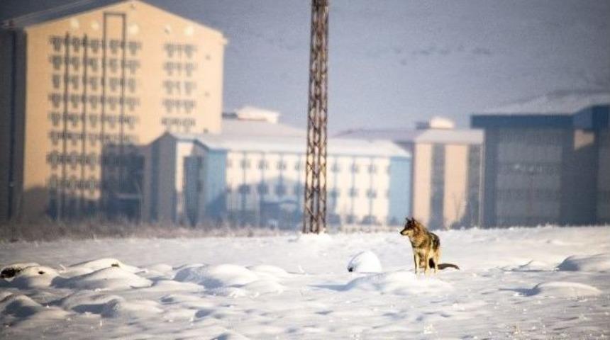 Kars&rsquo;ta A&ccedil; Kurtlar Şehir Merkezine İndi
