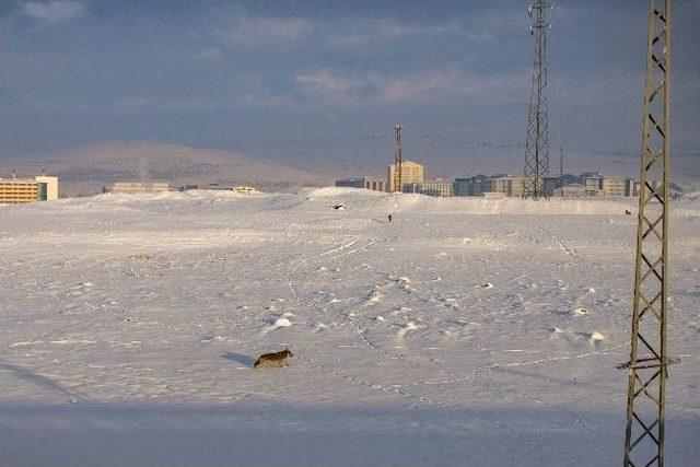 Kars’ta Aç Kurtlar Şehir Merkezine İndi